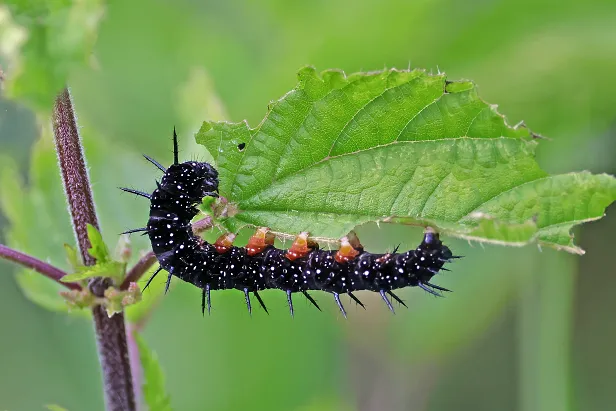 Tagpfauenauge Raupe