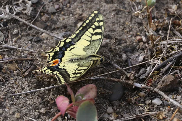 Schwalbenschwanz Papilio machaon
