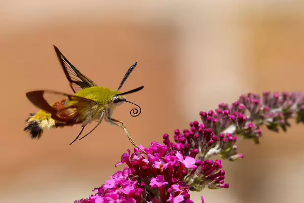 Hummelschwärmer Sommerweide