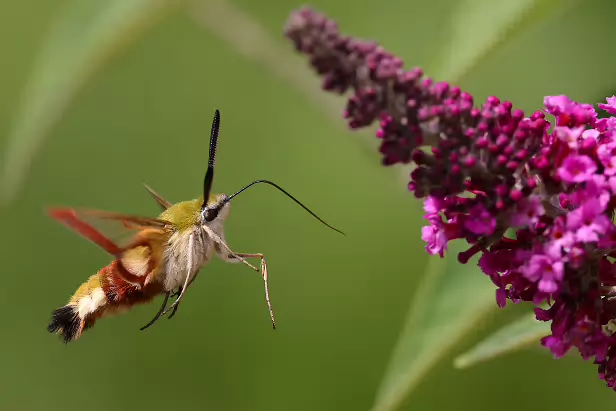 Hummelschwärmer Sommerweide