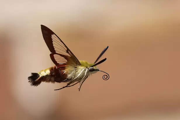 Hummelschwärmer Sommerweide