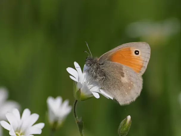 Augenfalter -Coenonymphini (Edelfalter)