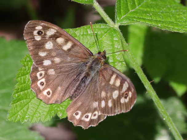 Augenfalter -Elymini (Edelfalter)