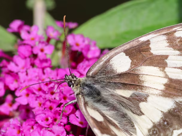 Augenfalter -Melanargiini (Edelfalter)