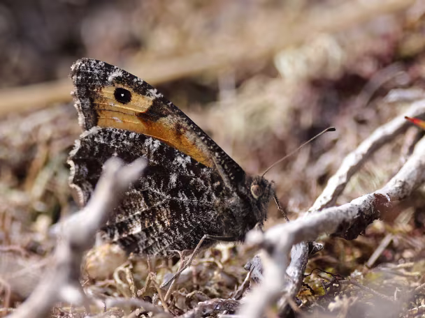 Augenfalter -Satyrini (Edelfalter)
