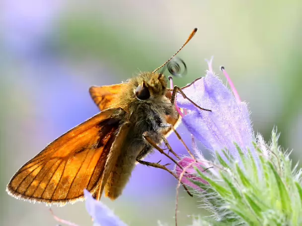 Dickkopffalter