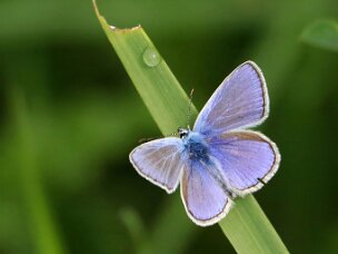 Echte Bläulinge