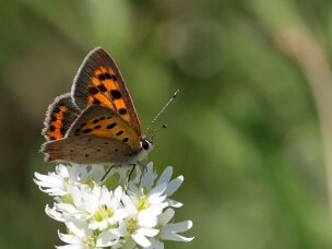 Feuerfalter (Bläulinge)