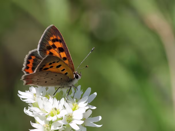 Feuerfalter (Bläulinge)