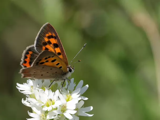 Feuerfalter (Bläulinge)