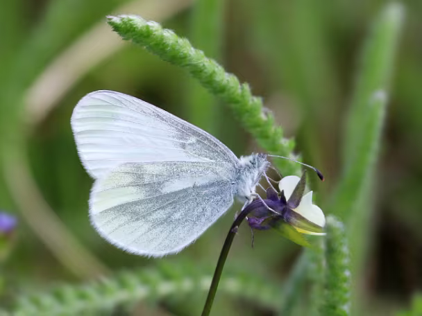 Legominosen Weißlinge
