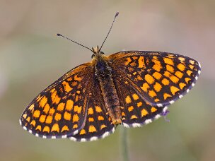 Scheckenfalter (Edelfalter)