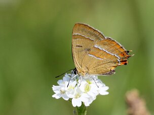 Zipfelfalter (Bläulinge)