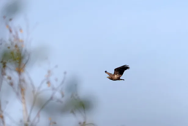 Seeadler