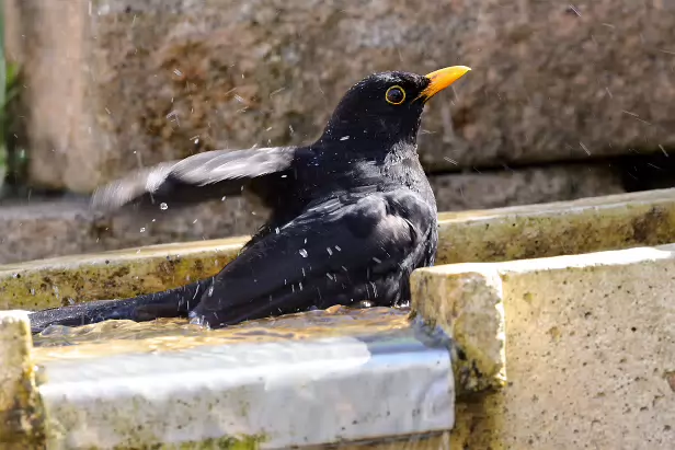 Amsel