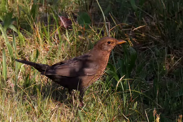 Amsel