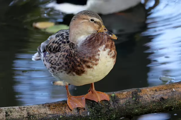 Stockente x Hausente Hybride