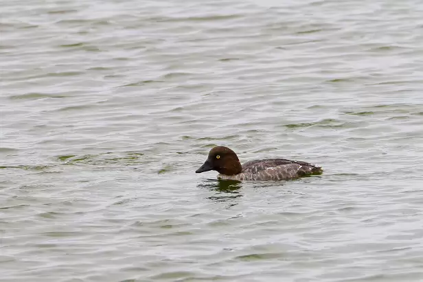 Schellente ♀ Fugleskjul