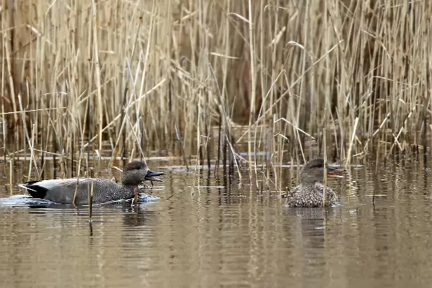 Schnatterente Ententeiche