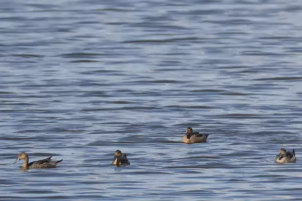 Spießente Fugleskjul