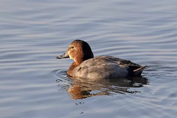 Tafelente ♂ Schlichtkleid