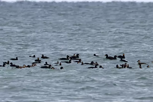 Atlantische Trauerente