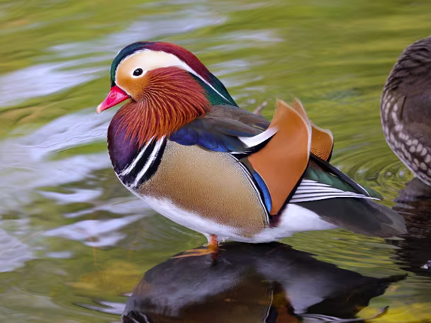 Enten