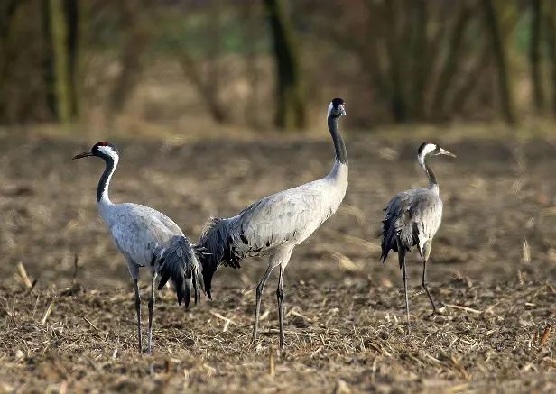 Kranich