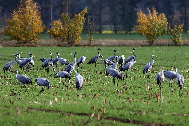 Kranich Grus grus