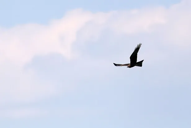 Schwarzmilan Vogelbeobachtungsstand