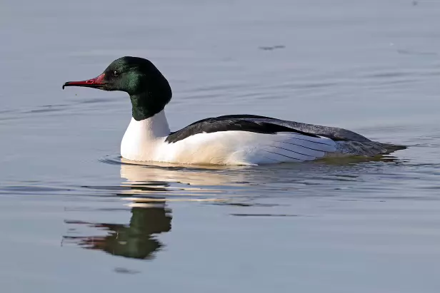 Gänsesäger ♂