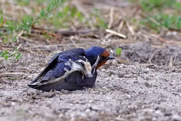 Rauchschwalbe Sommerweide