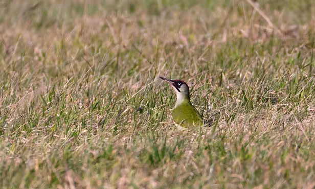 Grünspecht ${LG} ${LP} ${GDescription}