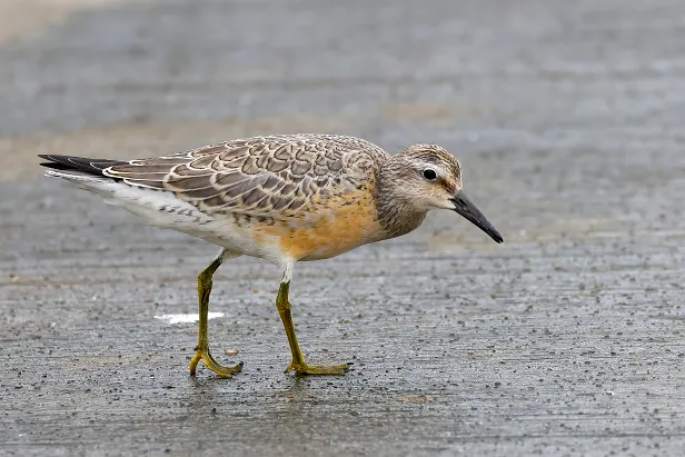 Knutt Rundwanderweg Pechüle-Felgentreu