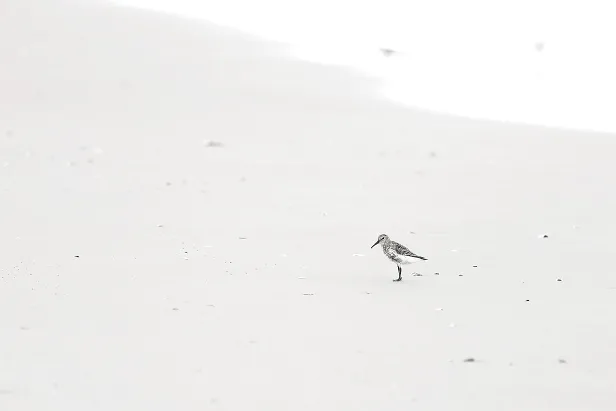 Alpenstrandläufer