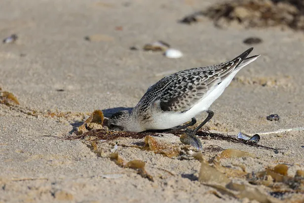 Sanderling