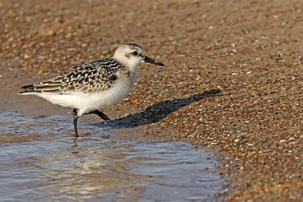 Sanderling