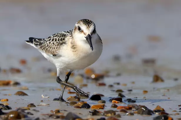 Sanderling