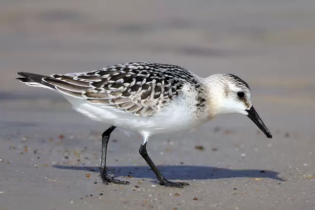 Sanderling
