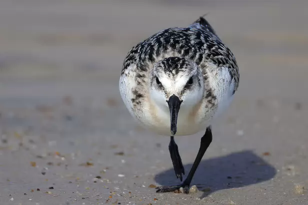 Sanderling