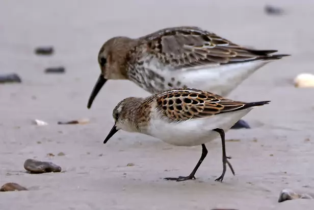Zwergstrandläufer im Hintergrund Alpenstrandläufer