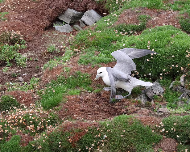 Eissturmvogel