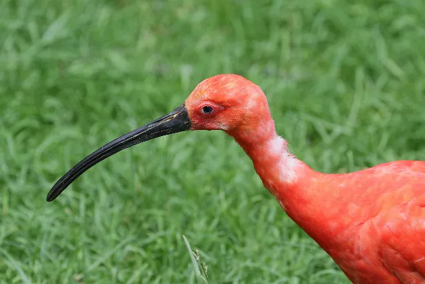 Roter Ibis Eudocimus ruber -
