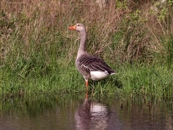 Gänse