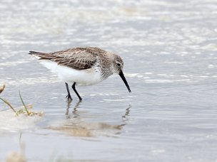 Strandläufer