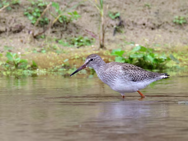 Wasserläufer
