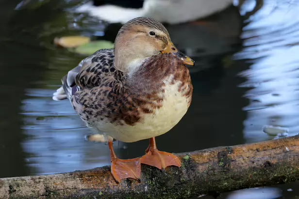 Stockente x Hausente Hybride