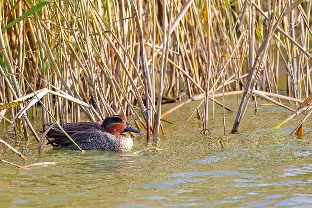 Krickente Anas crecca crecca