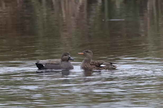 Schnatterente u. Stockente