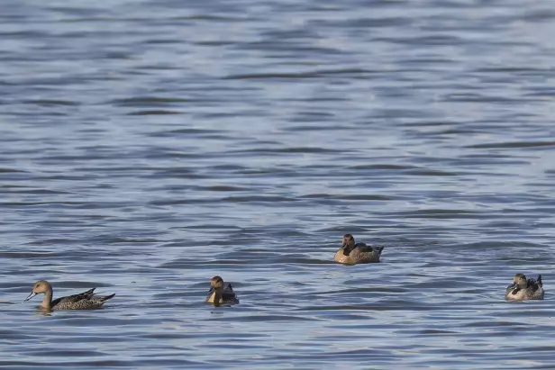 Spießente Fugleskjul